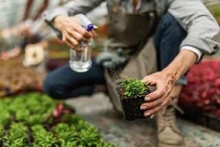 Básico em Adubação Foliar