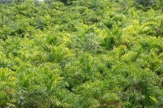 Básico em Cultivo da Pupunha