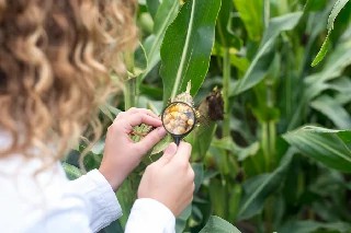 imagem Básico em Inspeção Vegetal