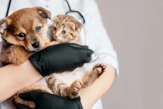 Básico em Neurologia para Cães e Gatos