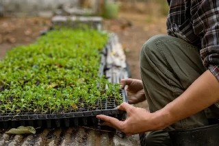 imagem Básico em Produção de Sementes e Mudas