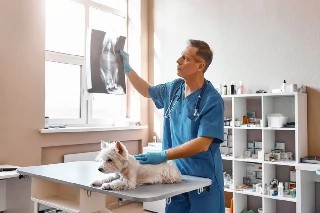 imagem Introdução à Radiologia Veterinária